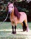 Obrazek