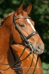 Obrazek