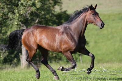 Obrazek